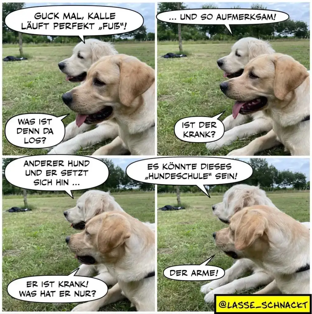 Zwei Labrador-Retrievers liegen nebeneinander auf einer Wiese. Der helle Hund spricht zum dunkleren: «Guck mal, Kalle läuft perfekt ‹Fuss›!» Im zweiten Panel sagt der dunklere Hund aufmerksam: «...und so aufmerksam!» Der helle Hund fragt: «Was ist denn da los?» Der dunklere antwortet: «Ist der krank?» Im dritten Panel sagt der helle: «Anderer Hund und er setzt sich hin...» Der dunklere ergänzt: «Es könnte dieses ‹Hundeschule›-sein!» Im letzten Panel sagt der helle: «Der Arme!»