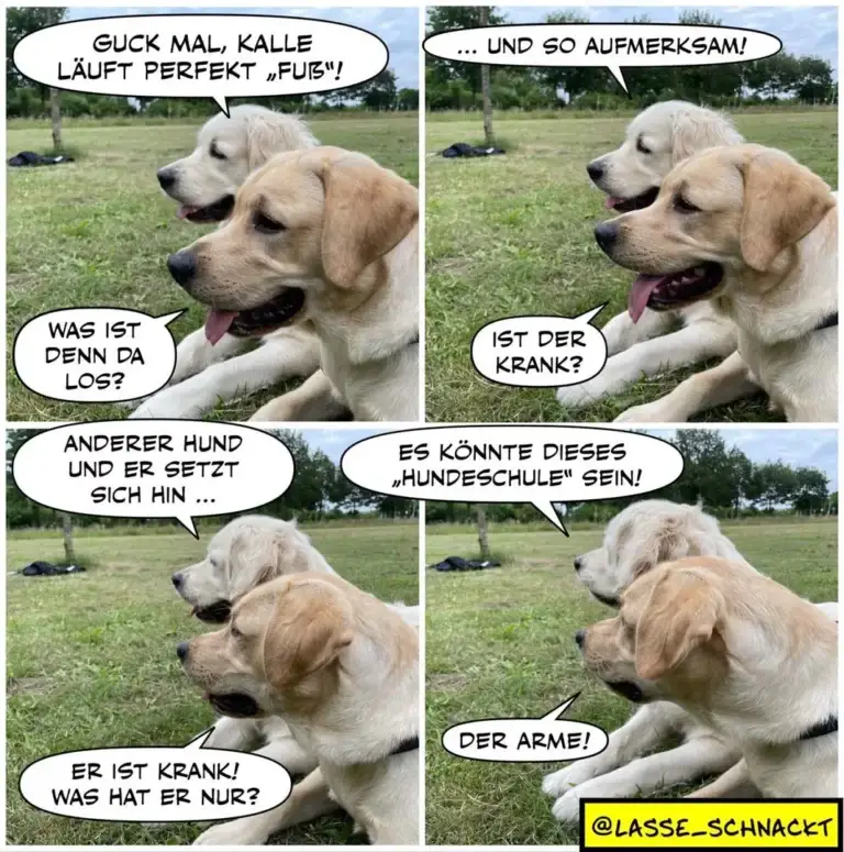Zwei Labrador-Retrievers liegen nebeneinander auf einer Wiese. Der helle Hund spricht zum dunkleren: «Guck mal, Kalle läuft perfekt ‹Fuss›!» Im zweiten Panel sagt der dunklere Hund aufmerksam: «...und so aufmerksam!» Der helle Hund fragt: «Was ist denn da los?» Der dunklere antwortet: «Ist der krank?» Im dritten Panel sagt der helle: «Anderer Hund und er setzt sich hin...» Der dunklere ergänzt: «Es könnte dieses ‹Hundeschule›-sein!» Im letzten Panel sagt der helle: «Der Arme!»