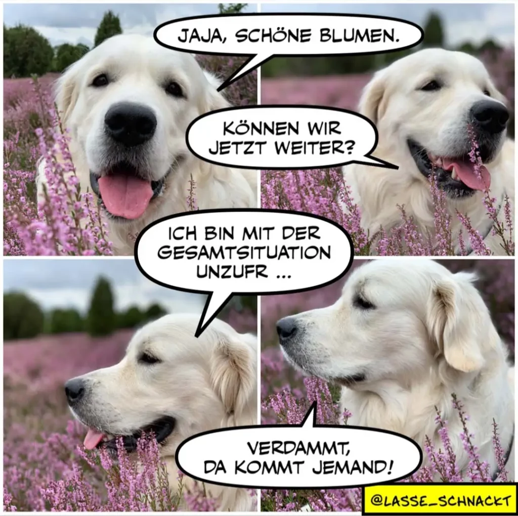 Zwei weisse Golden Retriever in einem Lavendelfeld. Oben: beide lachen, einer sagt «Jaja, schöne Blumen». Unten: einer sieht nachdenklich, der andere wirkt überfordert.
