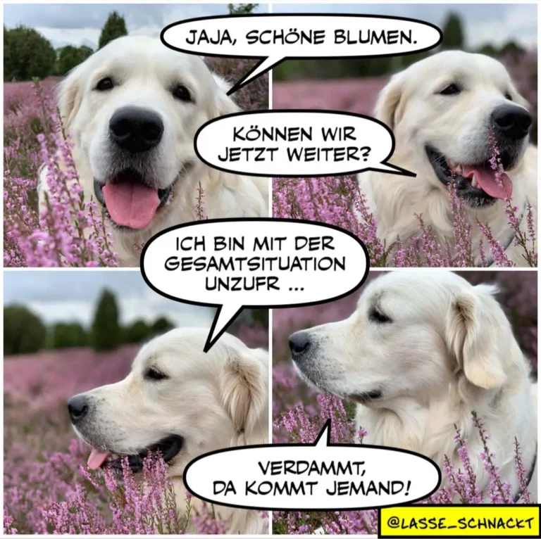 Zwei weisse Golden Retriever in einem Lavendelfeld. Oben: beide lachen, einer sagt «Jaja, schöne Blumen». Unten: einer sieht nachdenklich, der andere wirkt überfordert.