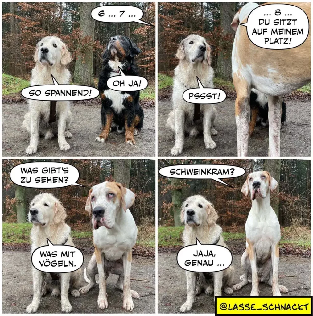Vier-Panel-Comic: Zwei Hunde zählen zusammen, dann besetzt einer dominierend den Platz des anderen. Unten fragen sie sich, was es zu sehen gibt – eine antwortet mit Vögeln, die andere mit Schweinkram.