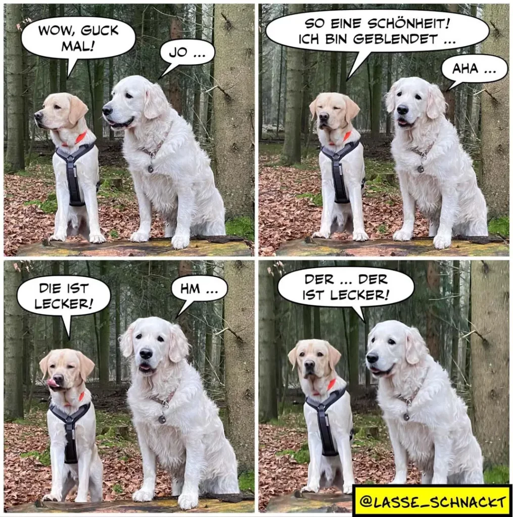 Zwei weisse Labrador-Retriever im Wald: der kleinere trägt ein Geschirr und sagt bewundernd «Wow, Guck mal!», der grössere antwortet zunächst zögerlich, dann begeistert von seiner Schönheit, bis der kleine sagt «Die ist Lecker!» und der grosse perplex reagiert