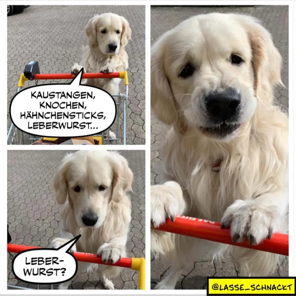 Weisser Labrador hält Werkzeugstange mit Griff in Maul, spricht von Kaustangen und Leberwurst, dann fragt nach Leberwurst