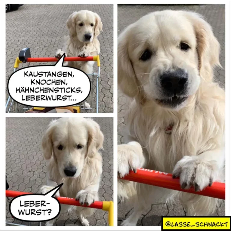 Weisser Labrador hält Werkzeugstange mit Griff in Maul, spricht von Kaustangen und Leberwurst, dann fragt nach Leberwurst