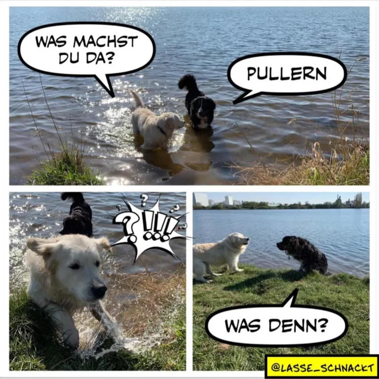 Zwei Hunde im Wasser: weisser Hund fragt schwarzen Hund «Was machst du da?», schwarzer antwortet «Pullern». Unten: weisser Hund verwirrt im Wasser, schwarzer Hund am Ufer trocknend, fragt «Was denn?»