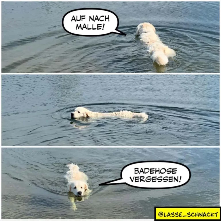 Weisser Hund im Wasser ruft «Auf nach Malle!», schwimmt dann flach wie ein Krokodil und beschwert sich «Badehose vergessen!»