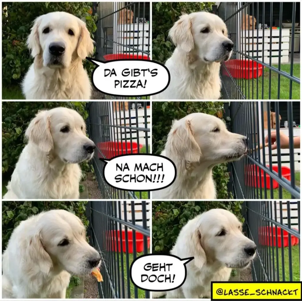 Weisser Labrador in sechs Bildern: erst stolz "Da gibt's Pizza!", dann reumütig "Na mach schon!!!", dann mit Pizza im Maul "Geht doch!"