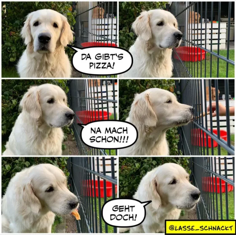 Weisser Labrador in sechs Bildern: erst stolz "Da gibt's Pizza!", dann reumütig "Na mach schon!!!", dann mit Pizza im Maul "Geht doch!"