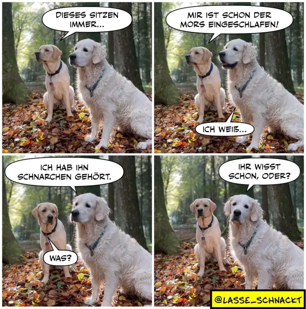 Zwei Labrador-Retriever sitzen im Herbstwald. Der hellere Hund beschwert sich über das Sitzen, der dunklere antwortet müde, dann behauptet der erste, ihn geschnackt zu haben – der zweite fragt unwirsch nach.