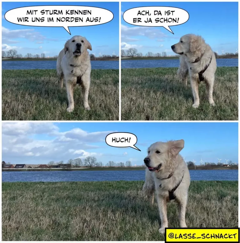 Weisser Labrador in Wiese am Wasser: erst stolz 'Mit Sturm kennen wir uns im Norden aus', dann skeptisch 'Ach, da ist er ja schon', dann erleichtert 'Huch!'