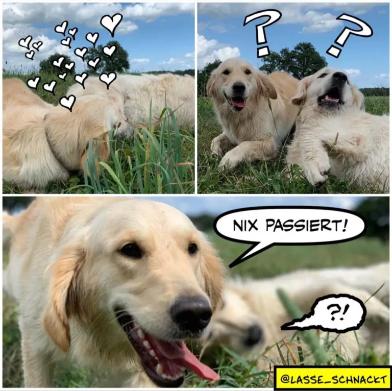 Zwei Golden Retriever liegen in einer Wiese: links verliebt mit Herzchen-Symbolen um den Kopf, rechts verwirrt mit Fragezeichen. Unten Nahaufnahme eines Hundes, der sagt 'Nix passiert!'