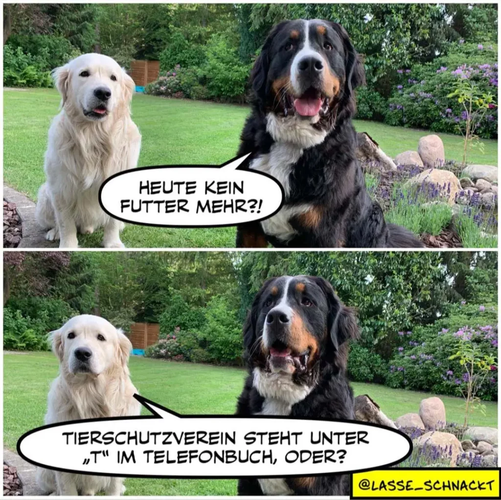 Zwei Hunde im Garten: Weisser Labrador sagt «Heute kein Futter mehr?!», schwarzbrauner Bernersennenhund antwortet «Tierschutzverein steht unter T im Telefonbuch, oder?»