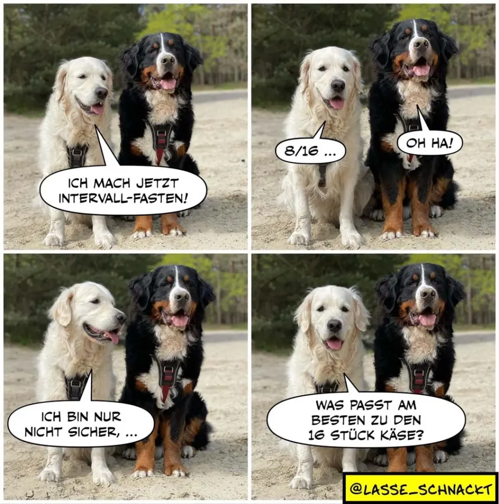 Zwei Hunde nebeneinander: weisser Labrador und schwarzer Bernersennenhund. Vier Panels mit Dialogblasen zeigen einen Austausch zum Intervallfasten.