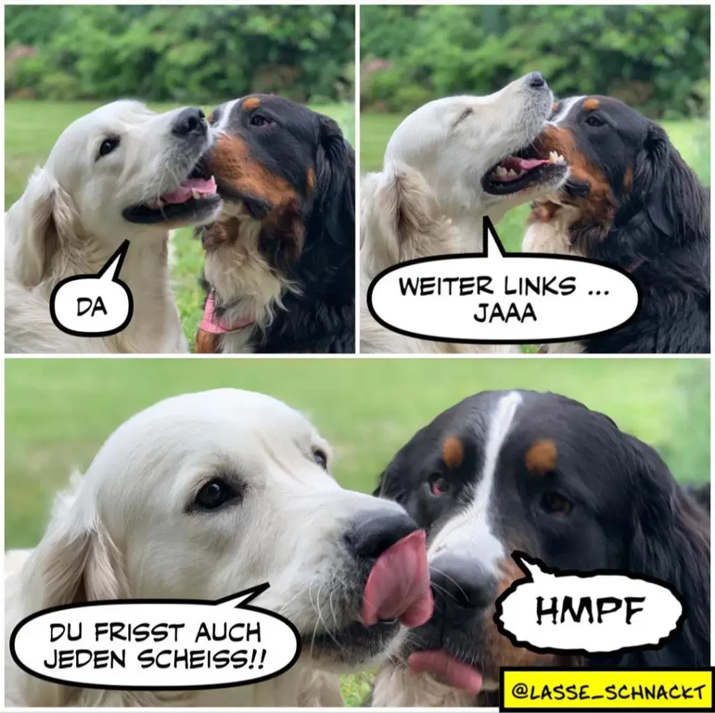 Weisser und schwarz-brauner Hund im Dialog: Der weisse sagt «DA», der andere antwortet «Weiter links... jaa», unten antwortet der weisse «Du frisst auch jeden Scheiss!!» mit dem andern hund der «Hmpf» sagt
