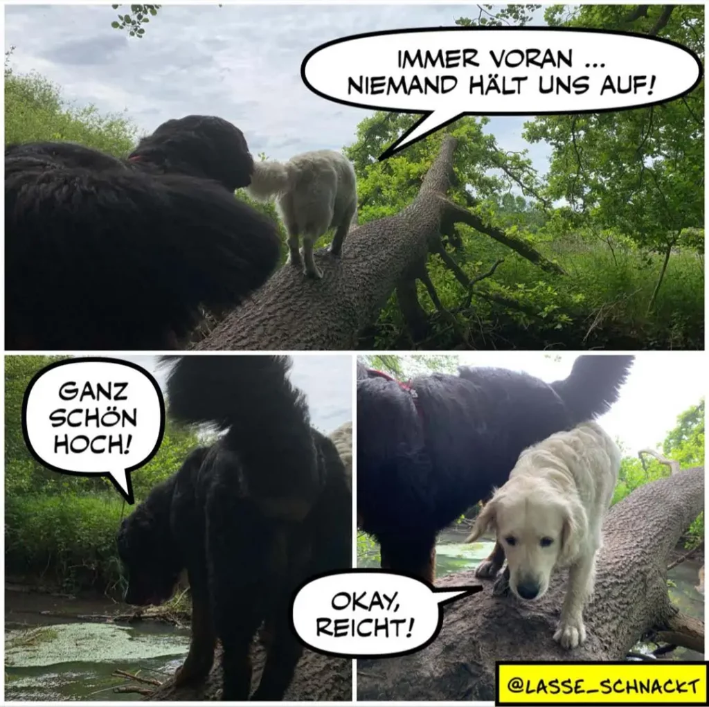 Zwei Hunde auf einem Baumstamm im Wald: schwarzer Hund sagt «Immer voran, niemand hält uns auf!», weisser Hund antwortet «Okay, reicht!»
