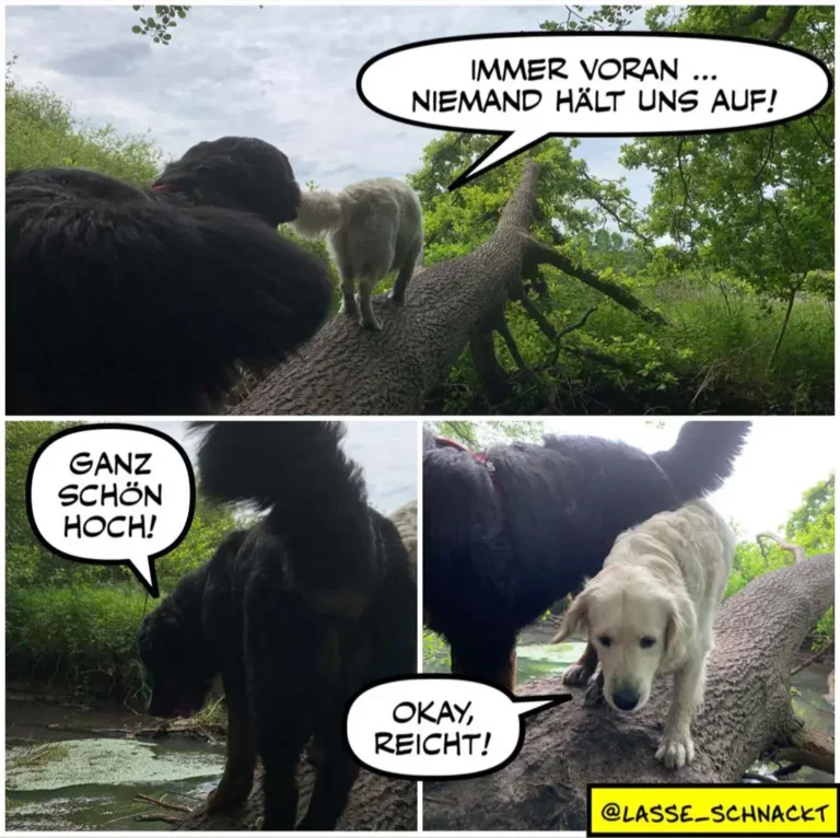 Zwei Hunde auf einem Baumstamm im Wald: schwarzer Hund sagt «Immer voran, niemand hält uns auf!», weisser Hund antwortet «Okay, reicht!»