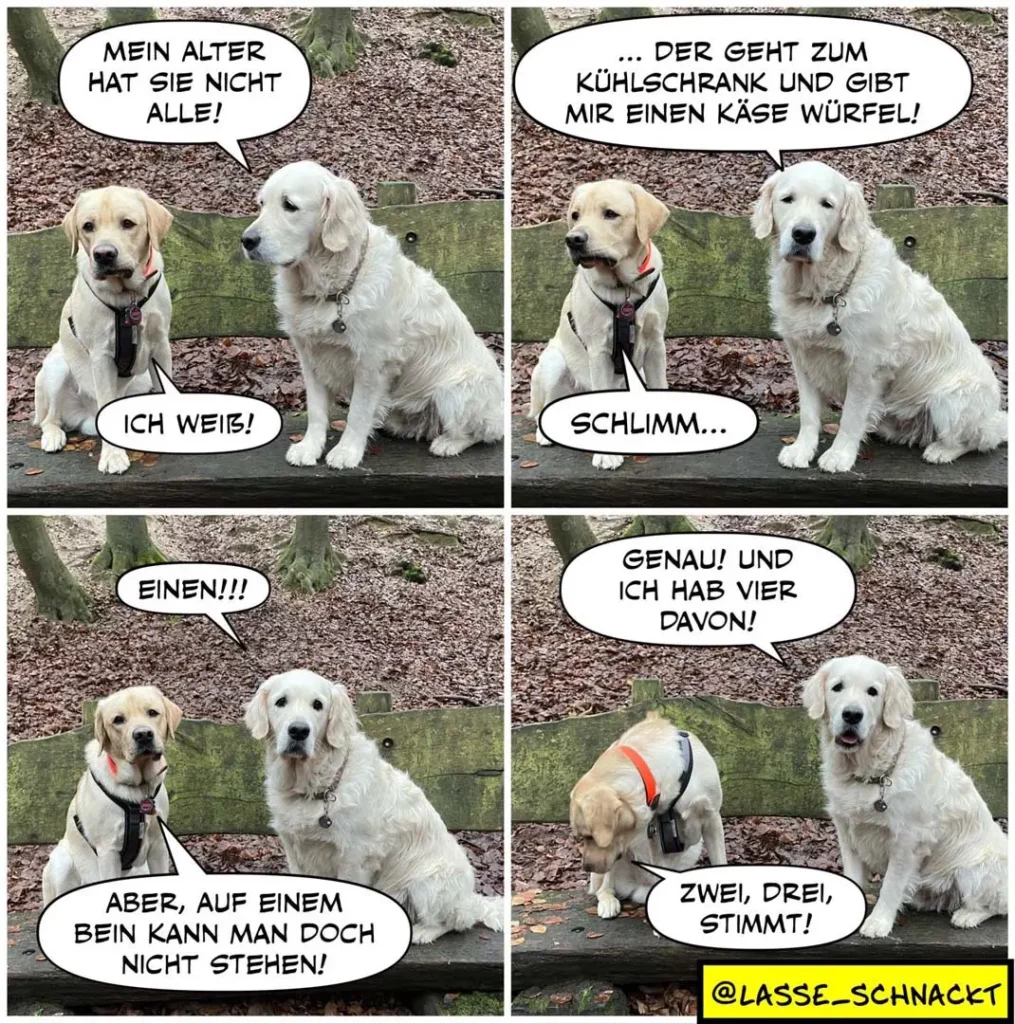 Zwei weisse Labrador-Retriever sitzen auf einer Bank. Der linke berichtet vom älteren Hund, der andere reagiert überrascht, dann skeptisch, dann freut sich über Käsewürfel-Deal.