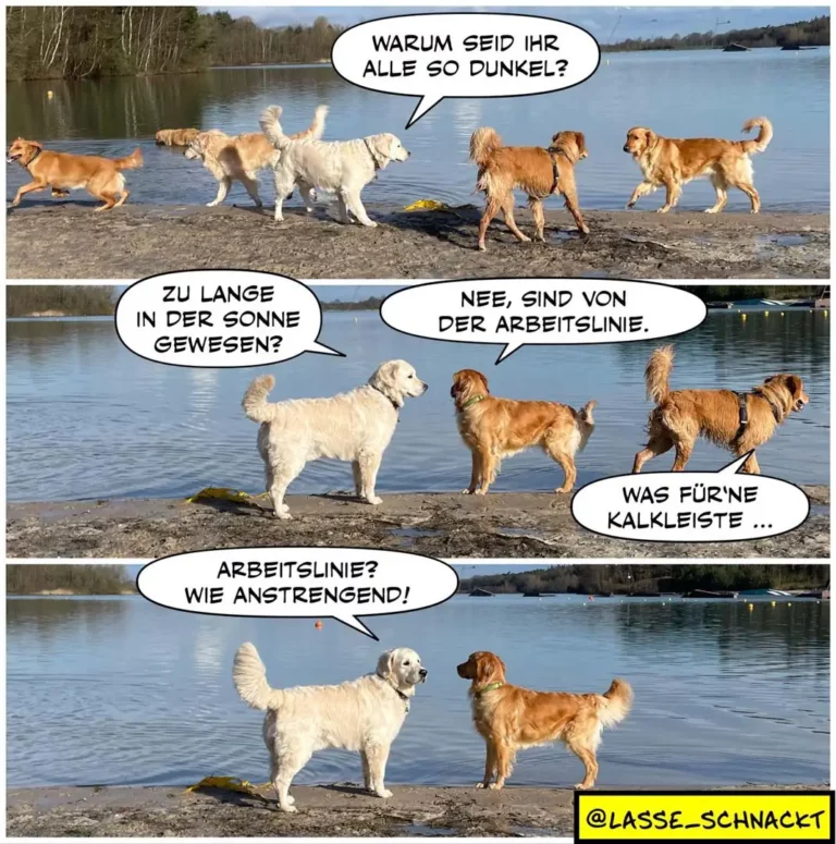 Gruppe von Golden Retrievern und Labradoren am Seestrand. Ein weisser Labrador fragt eine braune Gruppe, warum alle so dunkel sind. Antwort: sie seien von der Arbeitslinie.
