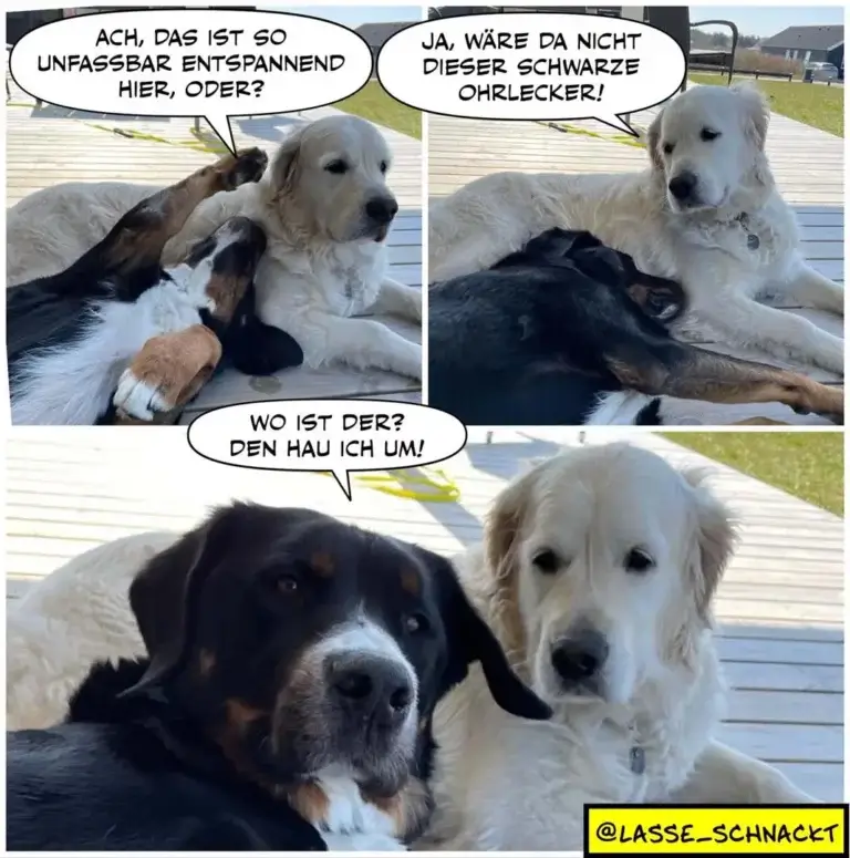 Weisser Hund liegt auf Deck, schwarzer Hund hebt Pfote und sagt etwas, im dritten Panel schauen sich beide an