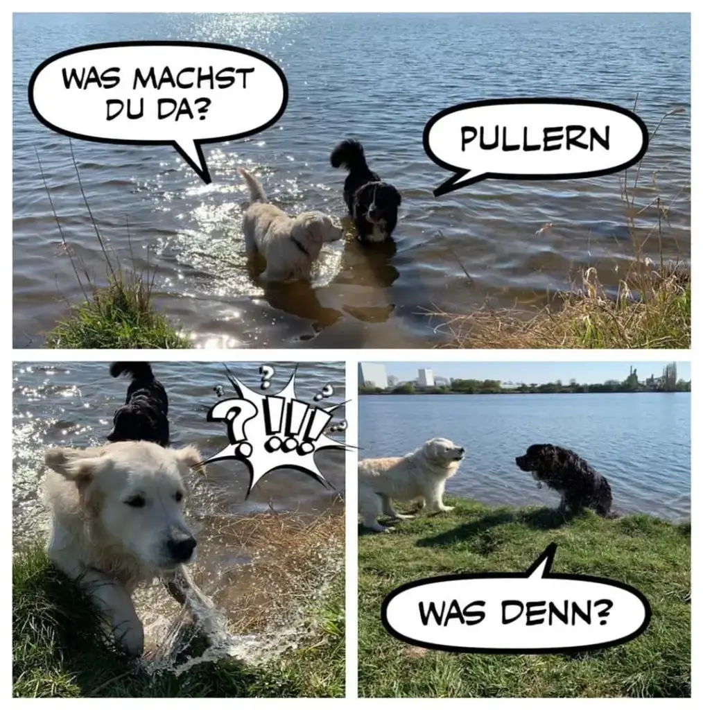 Zwei Hunde am Seeufer: weisser Hund im Wasser antwortet auf Frage 'Was machst du da?' mit 'Pullern', schwarzer Hund schaut vom Ufer zu und fragt 'Was denn?'