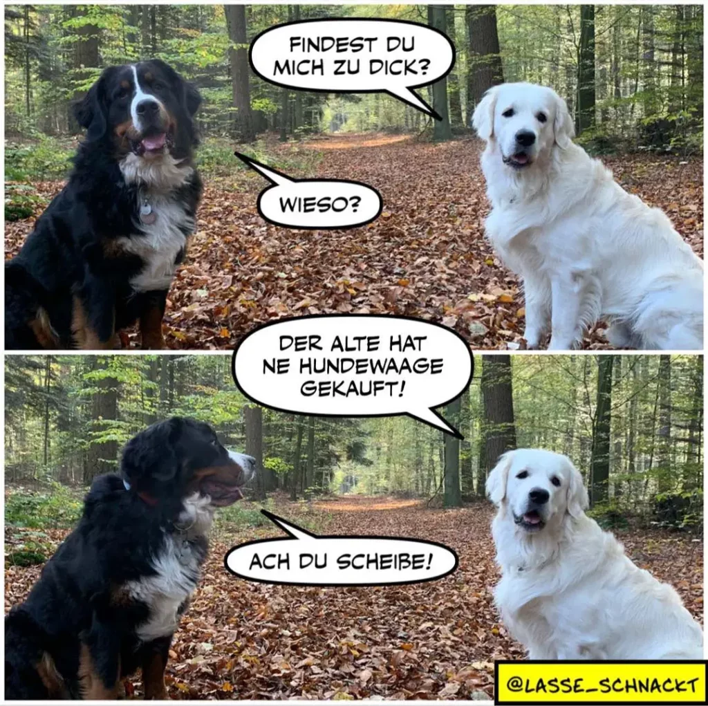 Zwei Hunde im Wald: schwarzer Hund fragt weissen Hund 'Findest du mich zu dick?', weisser antwortet 'Wieso?', schwarzer sagt 'Der alte hat ne Hundewaage gekauft!'
