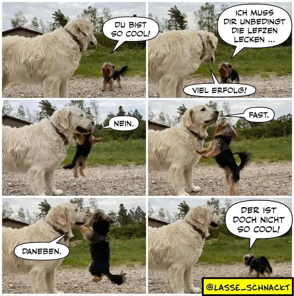 Grosser weisser Hund und kleiner schwarzer Hund in Sechser-Panel-Comic: Der grosse Hund lobt den kleinen als cool, wird dann aber selbst unhöflich und ignoriert ihn am Ende.
