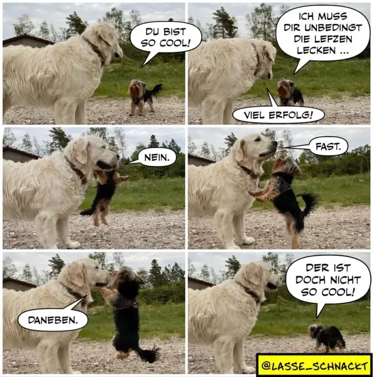 Grosser weisser Hund und kleiner schwarzer Hund in Sechser-Panel-Comic: Der grosse Hund lobt den kleinen als cool, wird dann aber selbst unhöflich und ignoriert ihn am Ende.