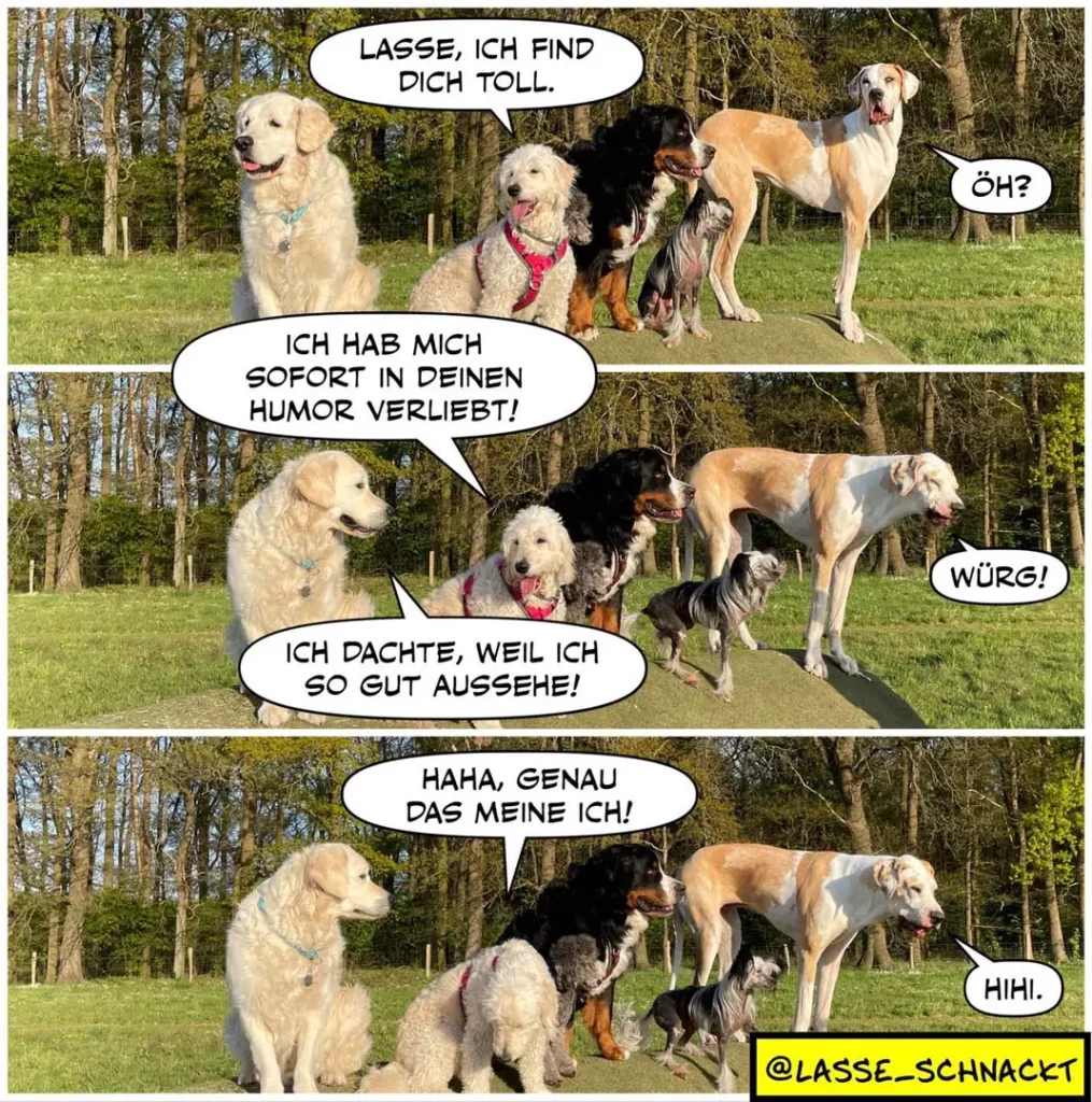 Fünf Hunde verschiedener Rassen auf einer Wiese. Der weisse Labrador links sagt «Lasse, ich find dich toll.» Der rechte Hund antwortet «Öh?» Der mittlere Hund meint «Ich hab mich sofort in deinen Humor verliebt!» und zeigt eine Verbeugung. Rechts sagt ein Hund «Würg!» Der weisse Labrador antwortet «Ich dachte, weil ich so gut aussehe!» und macht eine Pose. Der mittlere Hund sagt «Haha, genau das meine ich!» Der rechte Hund antwortet «Hihi!»