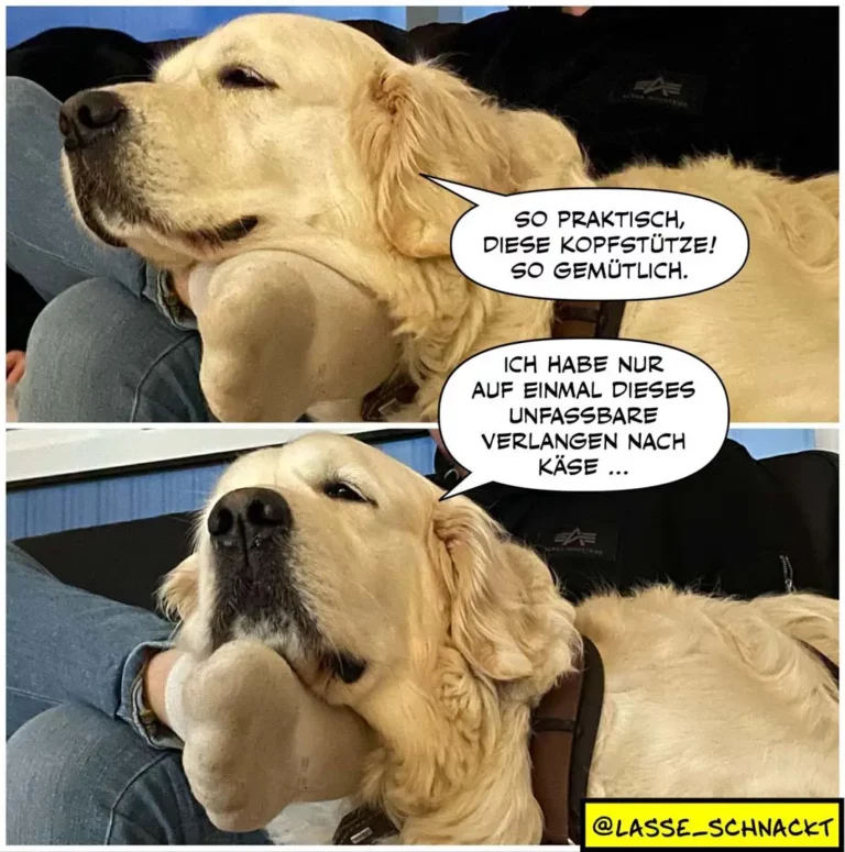 Heller Labrador liegt auf Halters Schooss, sagt zufrieden: So praktisch, diese Kopfstütze! Halter antwortet: Ich habe nur auf einmal dieses unfassbare Verlangen nach Käse...