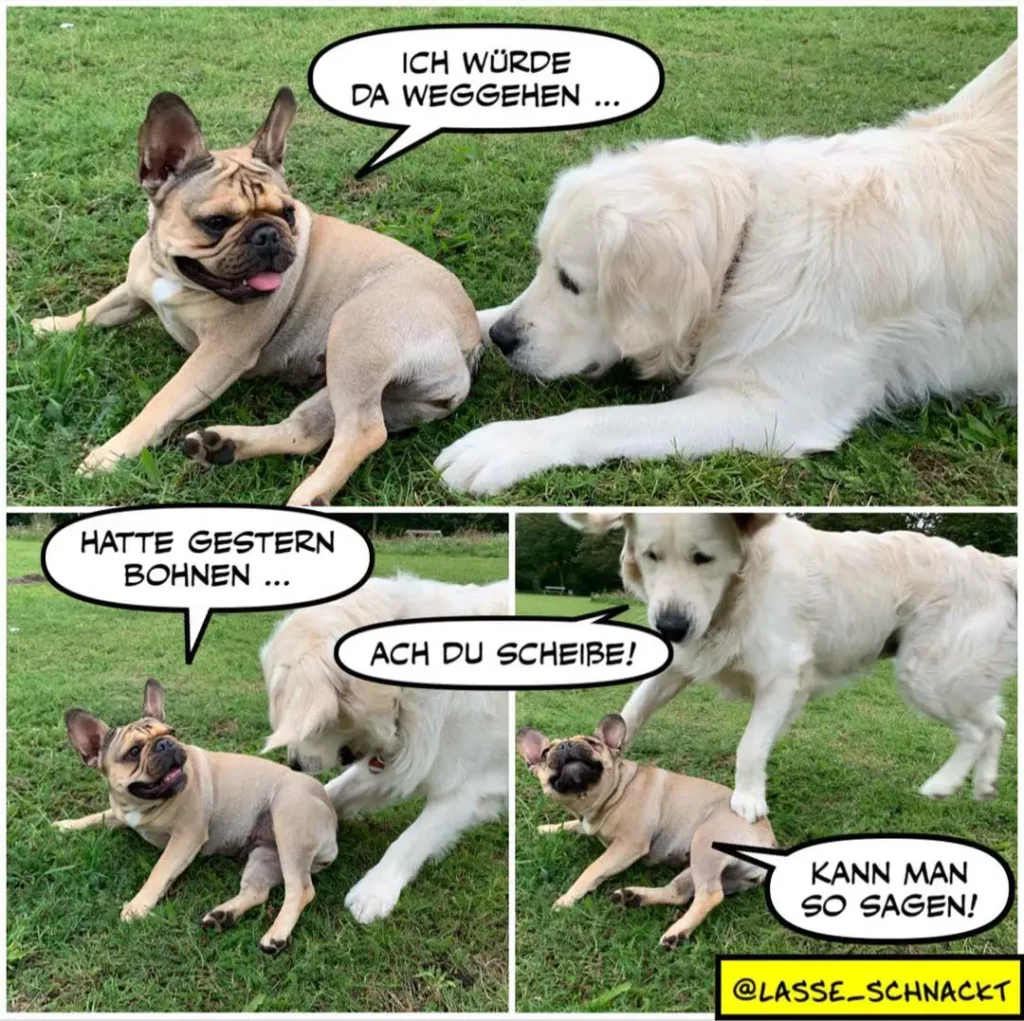 Französische Bulldogge sitzt auf Rasen und sagt zum weissen Hund: «Ich würde da weggehen...» Weisser Hund antwortet «Hatte gestern Bohnen...» Bulldogge reagiert «Ach du Scheibe!»