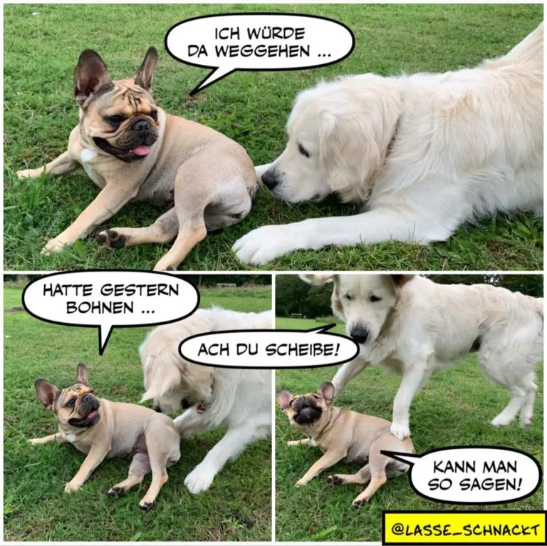 Französische Bulldogge sitzt auf Rasen und sagt zum weissen Hund: «Ich würde da weggehen...» Weisser Hund antwortet «Hatte gestern Bohnen...» Bulldogge reagiert «Ach du Scheibe!»