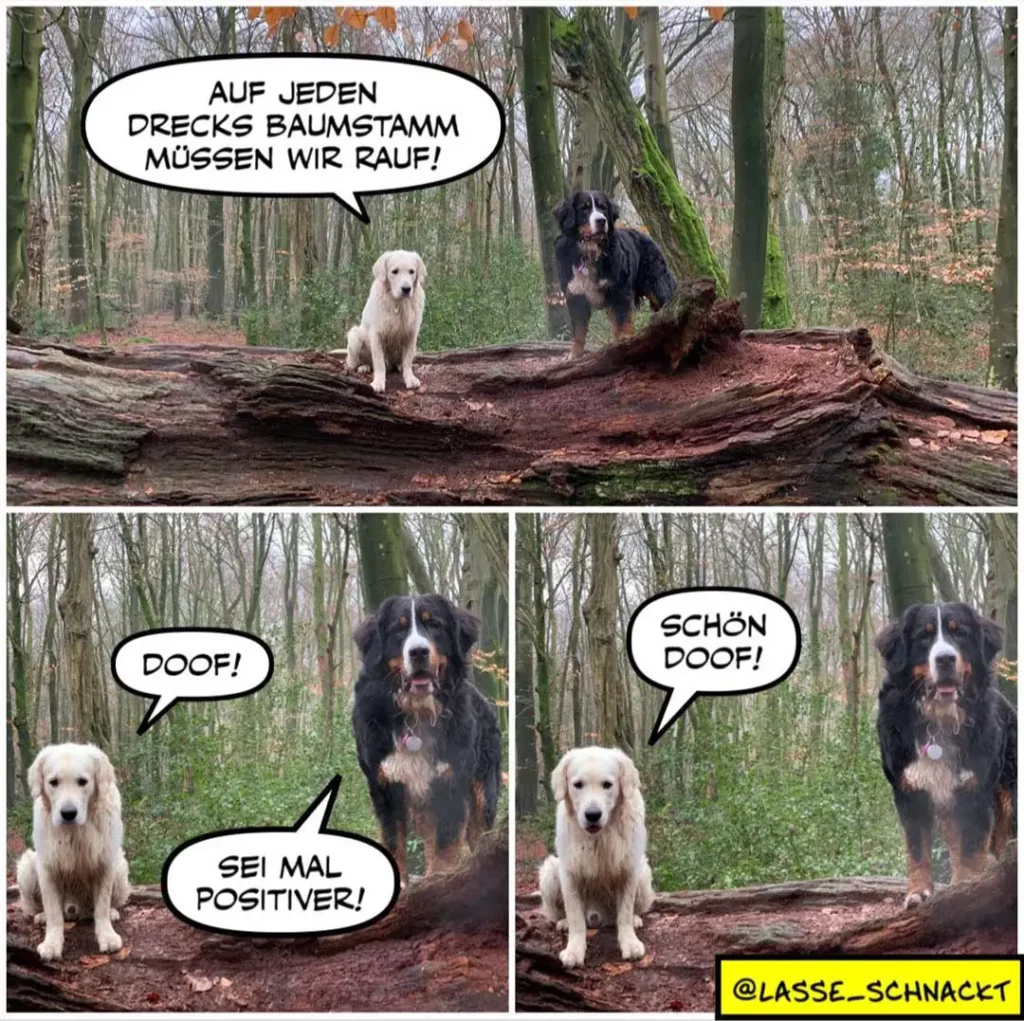 Weisser Hund sitzt vor schwarzem Hund im Wald. Schwarzer Hund sagt: «Auf jeden Drecks Baumstamm müssen wir rauf!» Weisser Hund antwortet: «Doof!» und «Sei mal positiver!»