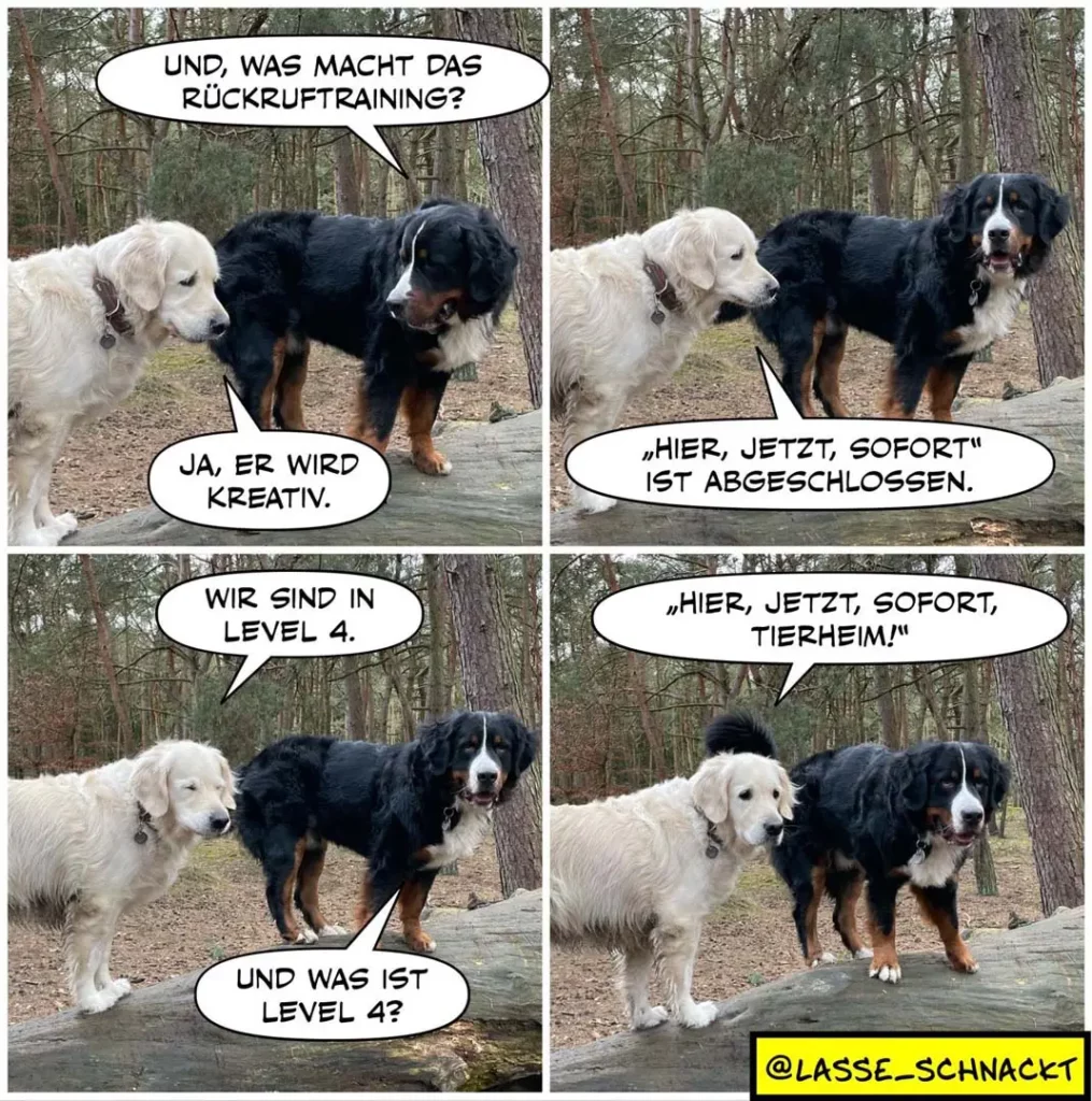 Drei Hunde im Wald: weisser Labrador, schwarzer Hund und schwarzer Hund mit Abzeichen unterhalten sich in vier Panels über Rückruftraining