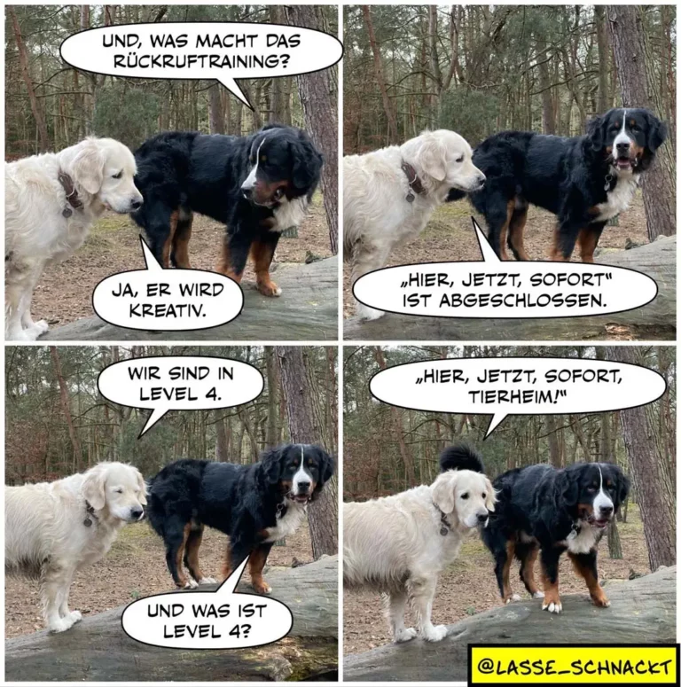 Drei Hunde im Wald: weisser Labrador, schwarzer Hund und schwarzer Hund mit Abzeichen unterhalten sich in vier Panels über Rückruftraining