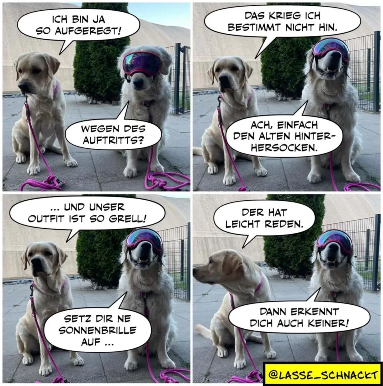 Zwei Labrador-Retriever in pinken Leinen und einer mit Skibrille. Dialog über Outfits und Sonnenbrillen.