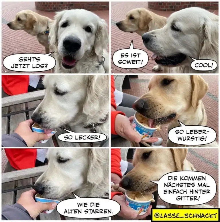 Sechsteiliger Comic mit zwei Labrador-Retrievern: einer fragt den anderen, ob es losgehe, der andere antwortet cool, dann wird ein Leckerli geteilt mit Kommentaren zu dessen Geschmack und der Aussage, dass die nächsten Mal hinter Gittern landen.