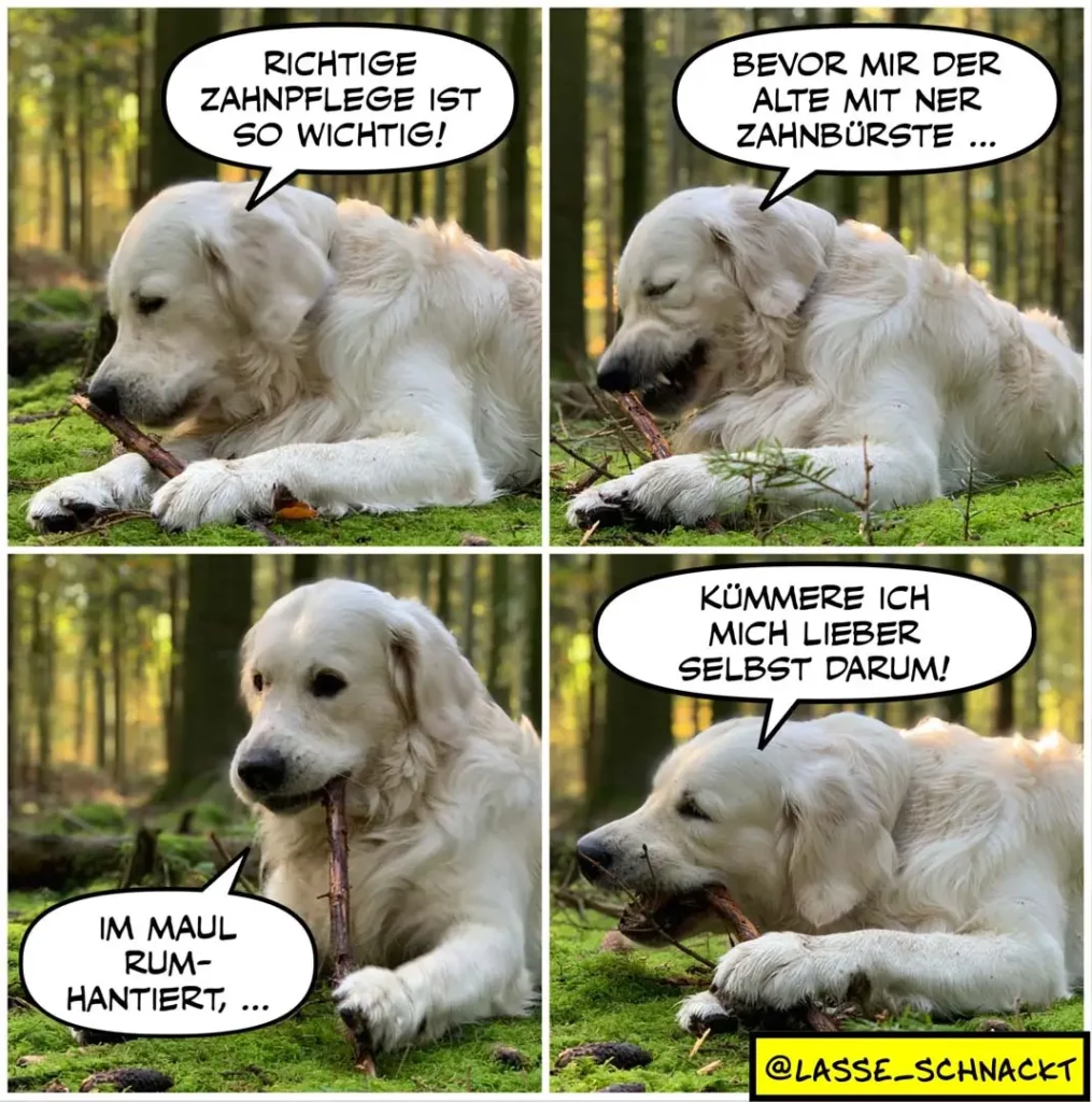 Weisser Hund liegt auf Moos im Wald, kaut an einem Ast und führt inneren Dialog über Zahnpflege