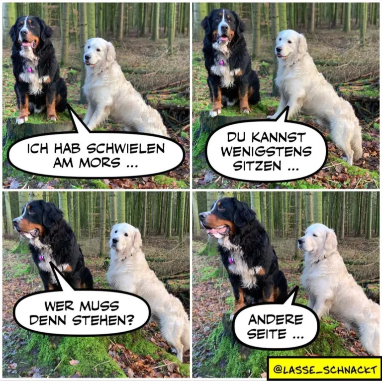 Zwei Hunde im Wald: schwarzer Hund mit weissem Brustfleck sitzt neben hellem Labrador. Vierteiliger Dialog über Beschwerden und Lösungen.