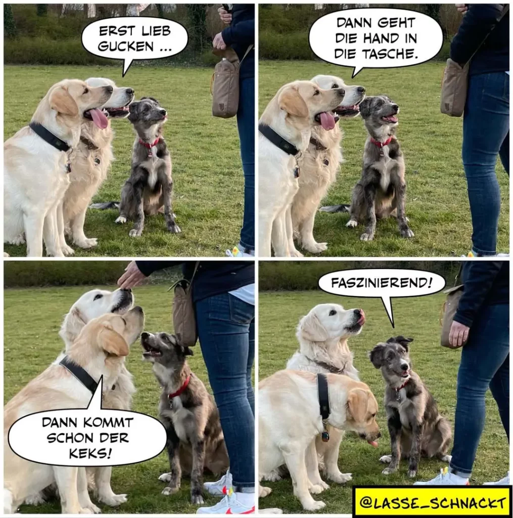 Weisser Labrador erklärt schwarzem Hund in vier Panels die Trick-Anleitung: erst Leckerli anschauen, dann Hand in Tasche, dann kommt der Keks.