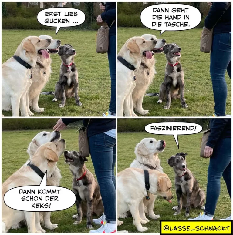 Weisser Labrador erklärt schwarzem Hund in vier Panels die Trick-Anleitung: erst Leckerli anschauen, dann Hand in Tasche, dann kommt der Keks.