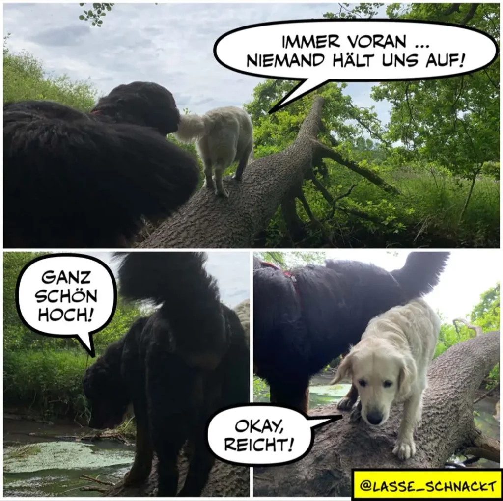 Drei Hunde auf einem Baumstamm am Bach: schwarzer Hund oben ruft, weisser Hund unten antwortet, schwarzer Hund im Wasser beobachtet