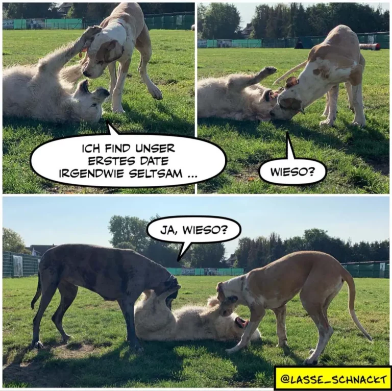 Drei Hunde auf Wiese: weisser Hund sagt zu braunem Hund «Ich find unser erstes Date irgendwie seltsam», brauner Hund antwortet «Wieso?», schwarzer Hund gesellt sich dazu und sagt «Ja, wieso?»