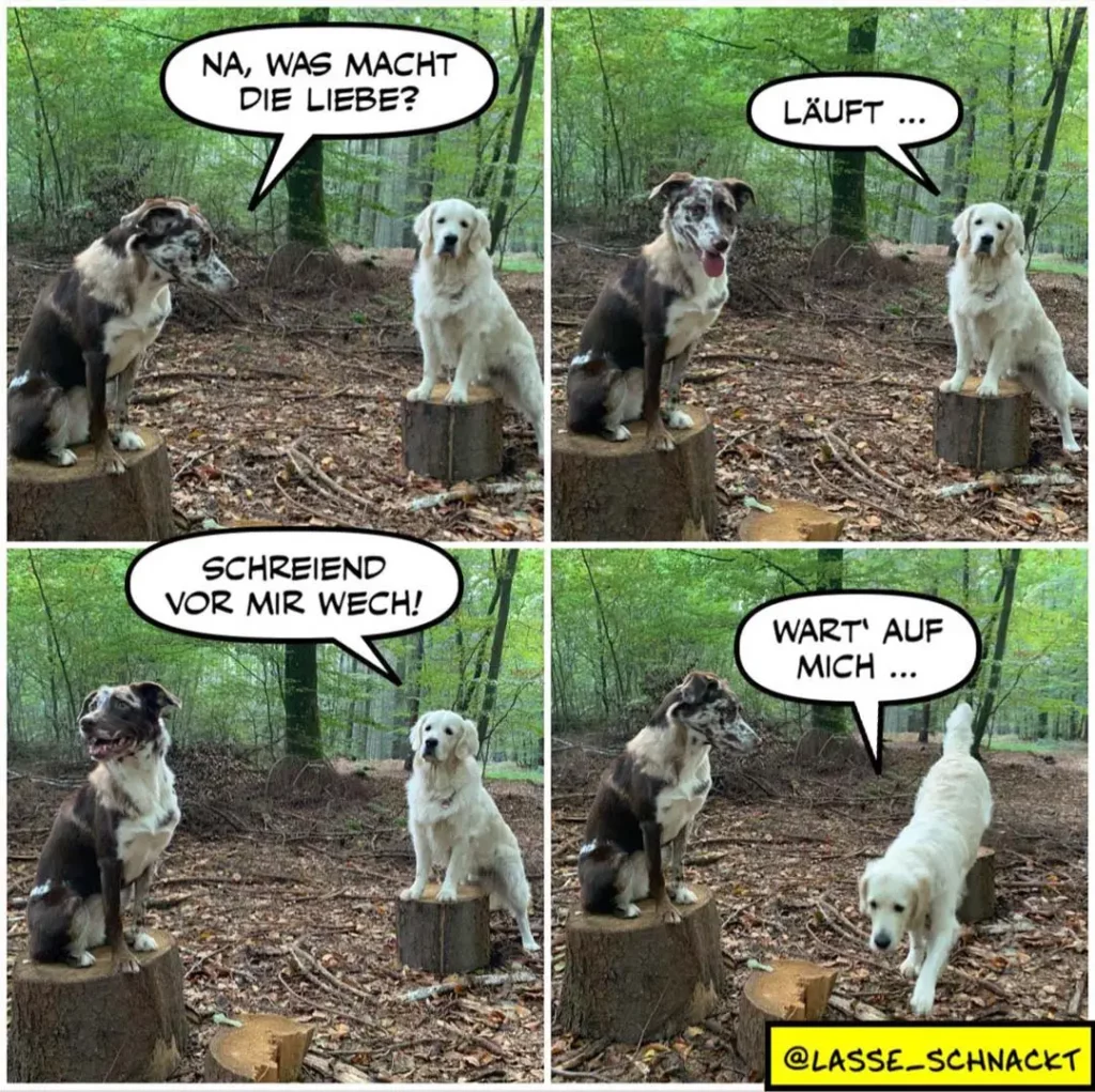 Vierpanel-Comic: Dunkelbrauner Hund fragt weissen Hund auf Baumstumpf «Na, was macht die Liebe?» — dieser lacht. Im dritten Panel schreit der braune Hund «Schreiend vor mir wech!» — im vierten rennt der weisse Hund weg, der braune ruft ihm nach «Wart auf mich …»