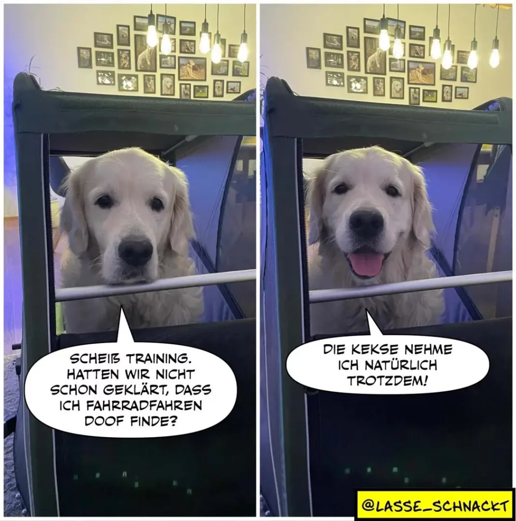 Weisser Hund schaut aus Autofenster, links ernst mit Text 'Scheiß Training', rechts fröhlich mit Zunge raus und Text 'Die Kekse nehme ich natürlich trotzdem'
