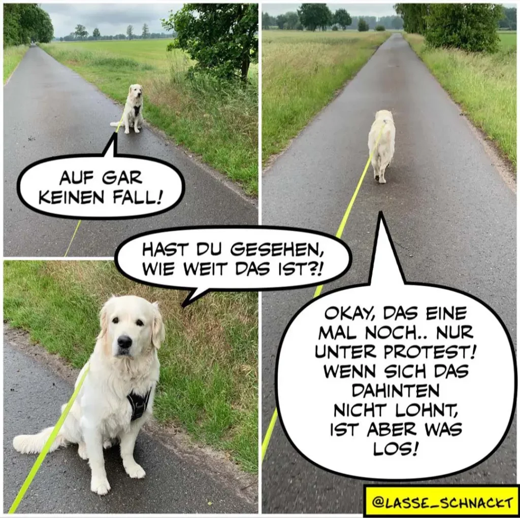 Weisser Labrador an der Leine auf einem Feldweg. Oben: Hund sitzt brav. Unten: Hund läuft voraus. Dialog zwischen Halter und Hund über Distanz.