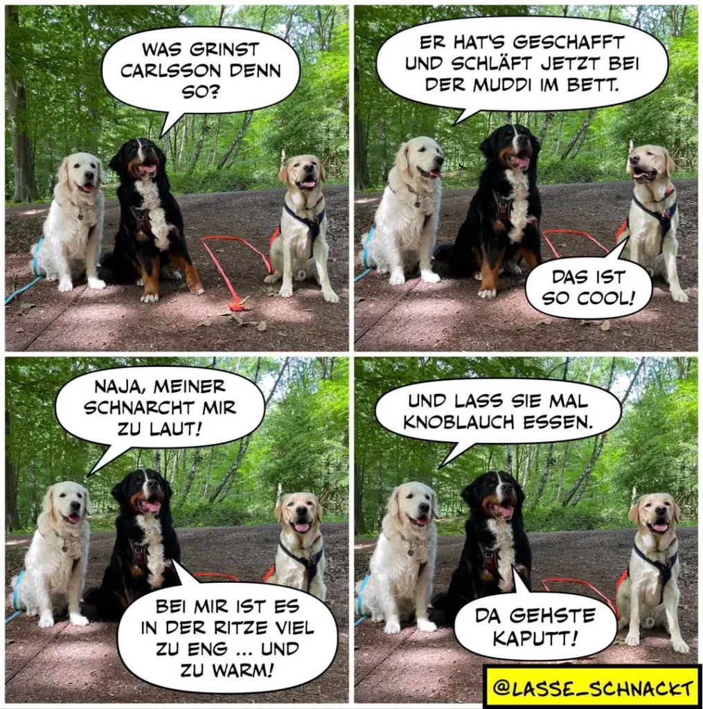 Drei Labrador-Retriever in Waldkulisse: schwarzer Hund erklärt zwei helleren Hunden in vier Panels eine Geschichte über Carlsson und das Hundebett.