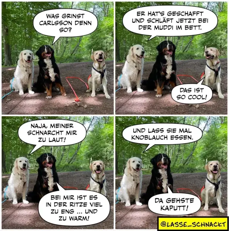 Drei Labrador-Retriever in Waldkulisse: schwarzer Hund erklärt zwei helleren Hunden in vier Panels eine Geschichte über Carlsson und das Hundebett.