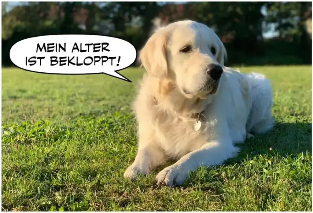 Weisser Labrador liegt auf grüner Wiese und sagt im Comic-Style: Mein Alter ist bekloppt!