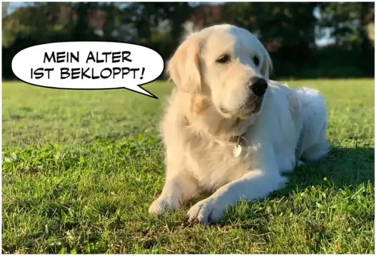 Weisser Labrador liegt auf grüner Wiese und sagt im Comic-Style: Mein Alter ist bekloppt!