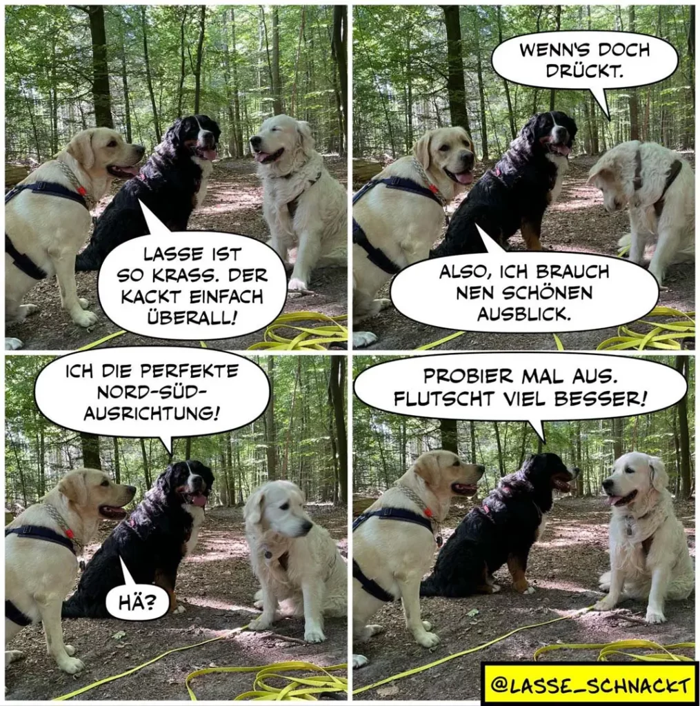 Drei Labrador Retriever im Wald: ein beiger, ein schwarzer und ein weisser Hund diskutieren lebhaft miteinander